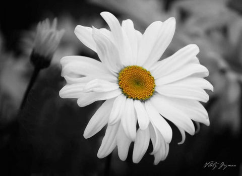 Daisy I BandW Black Ornate Wood Framed Art Print with Double Matting by Geyman, Vitaly