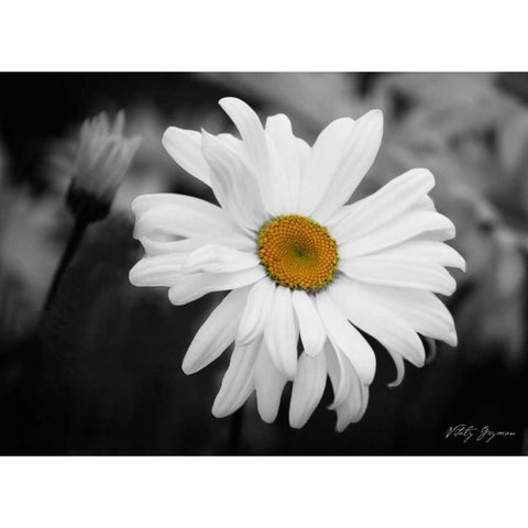 Daisy I BandW Black Modern Wood Framed Art Print by Geyman, Vitaly