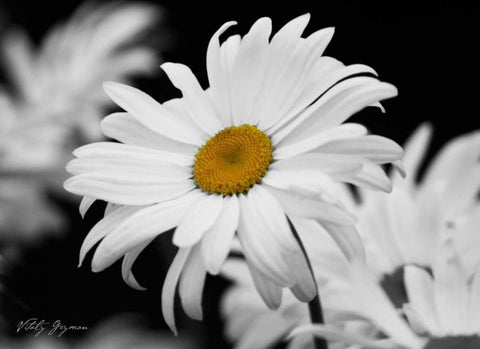 Daisy I BandW Black Ornate Wood Framed Art Print with Double Matting by Geyman, Vitaly