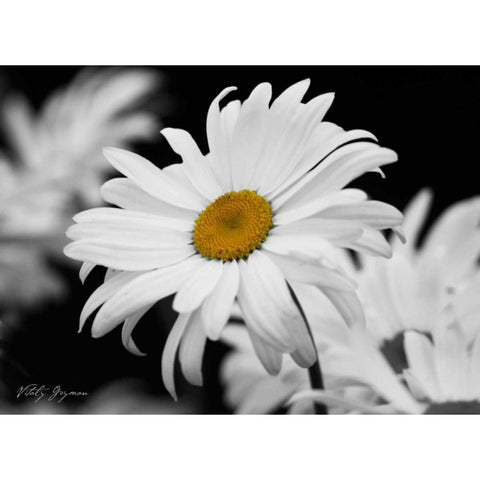 Daisy I BandW Black Modern Wood Framed Art Print with Double Matting by Geyman, Vitaly