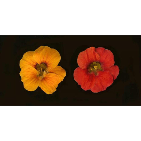 Nasturtiums Duet Black Modern Wood Framed Art Print by Geyman, Vitaly