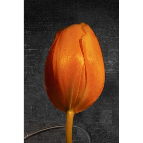 Tulip Letter II Black Modern Wood Framed Art Print by Geyman, Vitaly