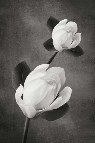 Tulip Tree Duet BandW White Modern Wood Framed Art Print with Double Matting by Geyman, Vitaly