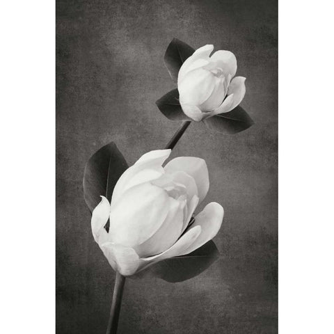 Tulip Tree Duet BandW Gold Ornate Wood Framed Art Print with Double Matting by Geyman, Vitaly