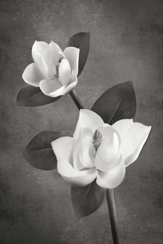 Magnolia Duet II BandW White Modern Wood Framed Art Print with Double Matting by Geyman, Vitaly