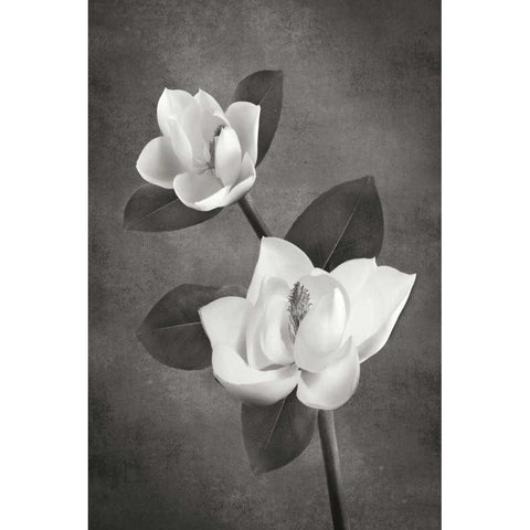 Magnolia Duet II BandW Black Modern Wood Framed Art Print with Double Matting by Geyman, Vitaly