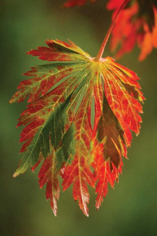 Autumn Leaf Paradise I Black Ornate Wood Framed Art Print with Double Matting by Geyman, Vitaly