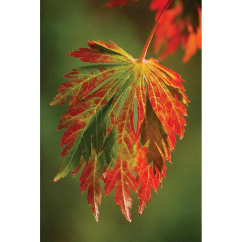 Autumn Leaf Paradise I White Modern Wood Framed Art Print by Geyman, Vitaly