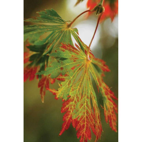 Autumn Leaf Paradise II Black Modern Wood Framed Art Print with Double Matting by Geyman, Vitaly