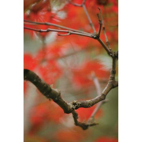 Autumn Tree Dance I Black Modern Wood Framed Art Print by Geyman, Vitaly
