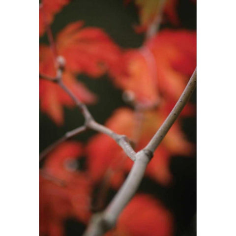 Autumn Tree Dance II Black Modern Wood Framed Art Print with Double Matting by Geyman, Vitaly