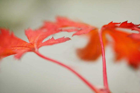 Maple In Style I White Modern Wood Framed Art Print with Double Matting by Geyman, Vitaly