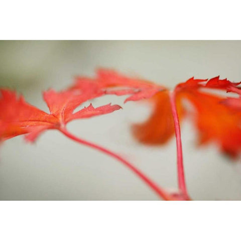 Maple In Style I Black Modern Wood Framed Art Print by Geyman, Vitaly