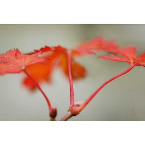 Maple In Style II Black Modern Wood Framed Art Print with Double Matting by Geyman, Vitaly