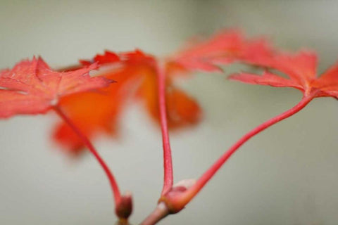 Maple In Style II White Modern Wood Framed Art Print with Double Matting by Geyman, Vitaly