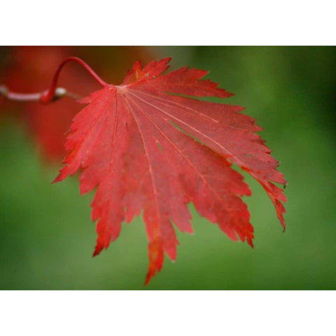 Maple Leaf Portrait IV White Modern Wood Framed Art Print by Geyman, Vitaly