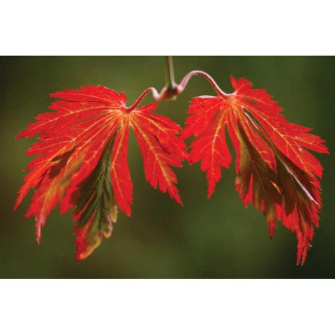 Maple Leaf Portrait V White Modern Wood Framed Art Print by Geyman, Vitaly