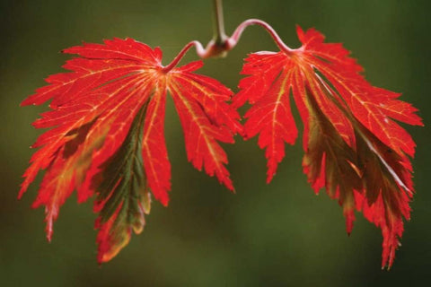 Maple Leaf Portrait V Black Ornate Wood Framed Art Print with Double Matting by Geyman, Vitaly