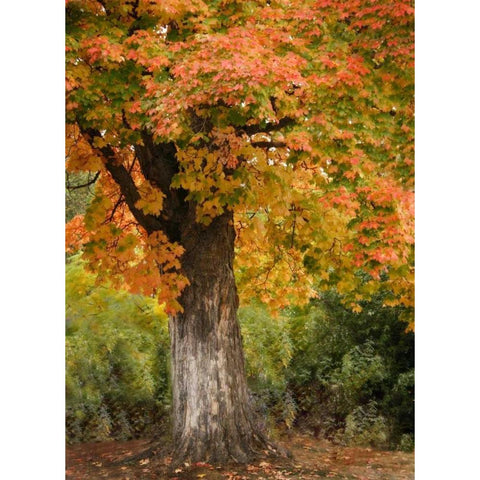 Fall Maple Fever I Gold Ornate Wood Framed Art Print with Double Matting by Geyman, Vitaly
