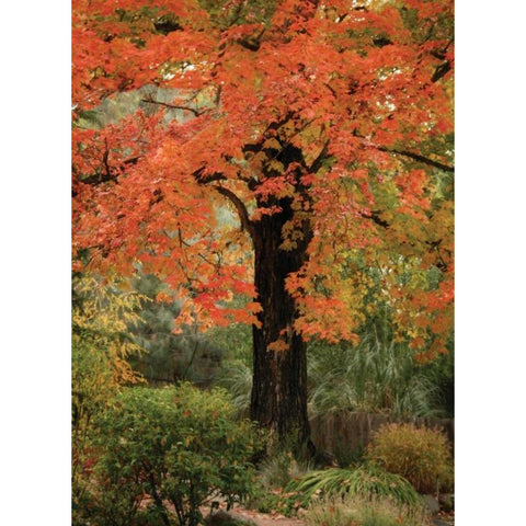 Fall Maple Fever III Gold Ornate Wood Framed Art Print with Double Matting by Geyman, Vitaly