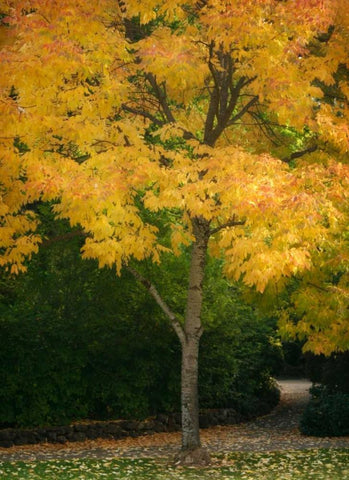 Fall Maple Fever VI Black Ornate Wood Framed Art Print with Double Matting by Geyman, Vitaly