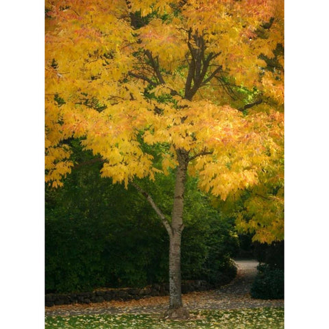 Fall Maple Fever VI Black Modern Wood Framed Art Print with Double Matting by Geyman, Vitaly