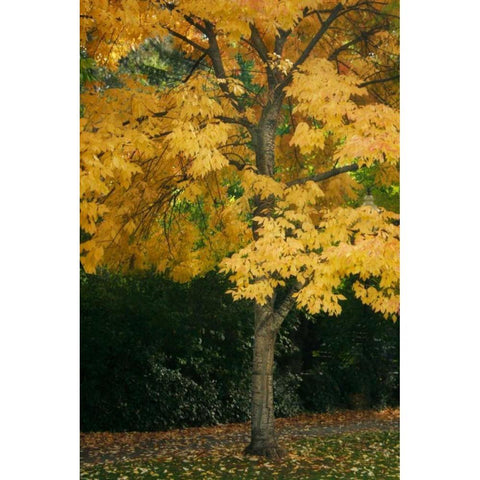 Fall Maple Fever VII White Modern Wood Framed Art Print by Geyman, Vitaly