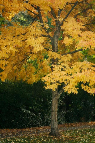 Fall Maple Fever VII White Modern Wood Framed Art Print with Double Matting by Geyman, Vitaly
