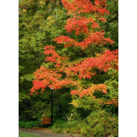 Fall Maple Fever VIII Black Modern Wood Framed Art Print with Double Matting by Geyman, Vitaly