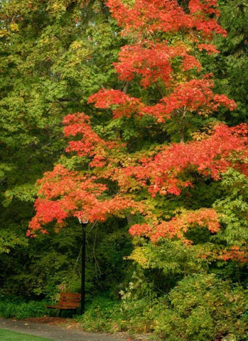 Fall Maple Fever VIII Black Ornate Wood Framed Art Print with Double Matting by Geyman, Vitaly