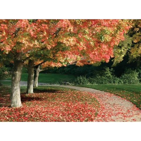Fall Maple Fever IV Gold Ornate Wood Framed Art Print with Double Matting by Geyman, Vitaly