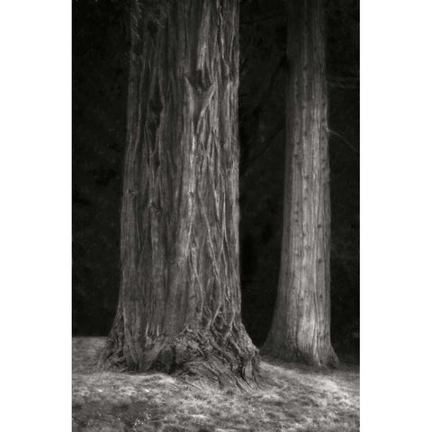 Ancient Forest II BandW White Modern Wood Framed Art Print by Geyman, Vitaly