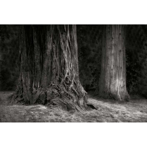 Ancient Forest IV BandW Black Modern Wood Framed Art Print with Double Matting by Geyman, Vitaly