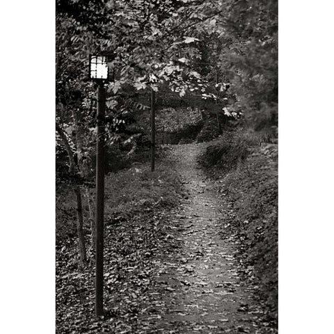 Autumn Path I BandW White Modern Wood Framed Art Print by Geyman, Vitaly