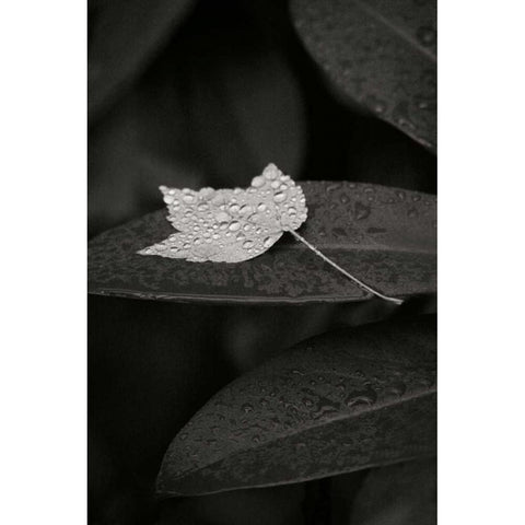 Water Leaf II BandW Black Modern Wood Framed Art Print with Double Matting by Geyman, Vitaly