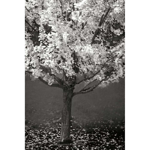 Maple Beauty II BandW Black Modern Wood Framed Art Print with Double Matting by Geyman, Vitaly