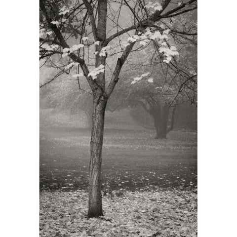 Maple Delicacy II BandW White Modern Wood Framed Art Print by Geyman, Vitaly