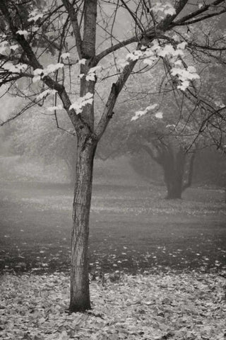 Maple Delicacy II BandW Black Ornate Wood Framed Art Print with Double Matting by Geyman, Vitaly