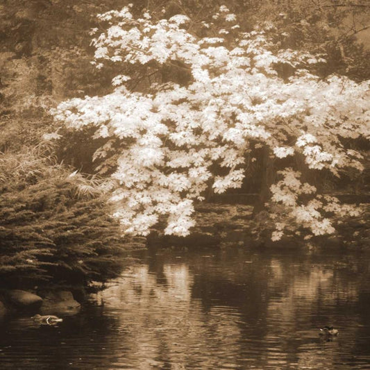 Image Only