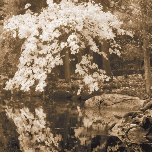 Image Only