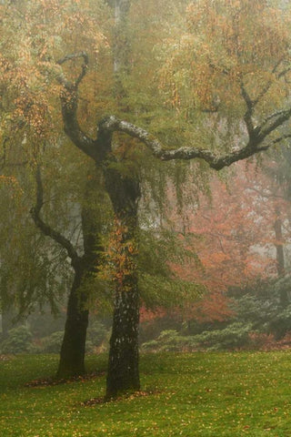 Colors in the Mist VI White Modern Wood Framed Art Print with Double Matting by Geyman, Vitaly