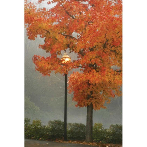 Colors in the Mist II Gold Ornate Wood Framed Art Print with Double Matting by Geyman, Vitaly