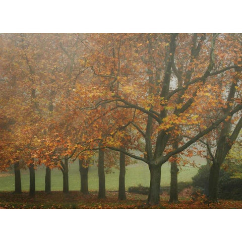 Colors in the Mist VIII Gold Ornate Wood Framed Art Print with Double Matting by Geyman, Vitaly