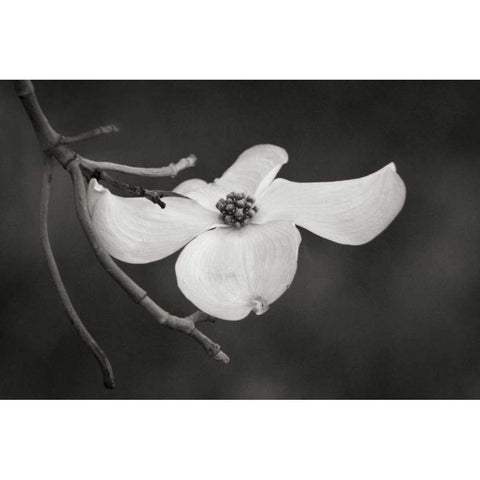 Dogwood Delicacy I BandW Black Modern Wood Framed Art Print with Double Matting by Geyman, Vitaly