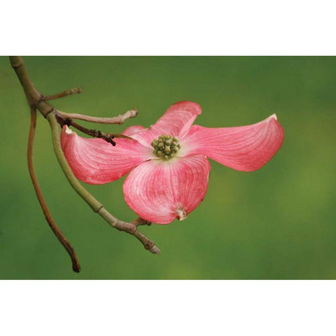 Dogwood Delicacy I Black Modern Wood Framed Art Print with Double Matting by Geyman, Vitaly