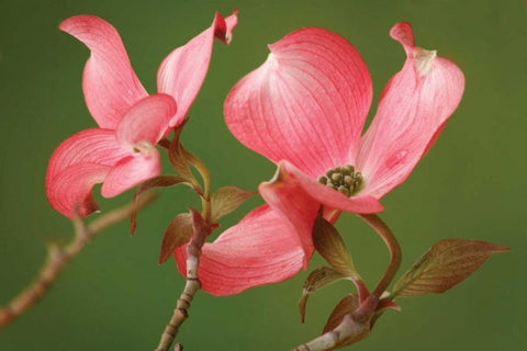 Dogwood Delicacy II White Modern Wood Framed Art Print with Double Matting by Geyman, Vitaly