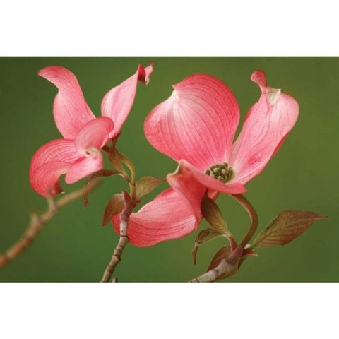 Dogwood Delicacy II Black Modern Wood Framed Art Print with Double Matting by Geyman, Vitaly