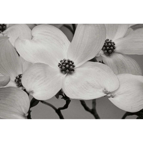 Dogwood Delicacy III BandW White Modern Wood Framed Art Print by Geyman, Vitaly