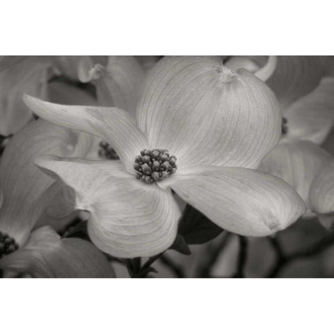 Dogwood Delicacy IV BandW Black Modern Wood Framed Art Print with Double Matting by Geyman, Vitaly