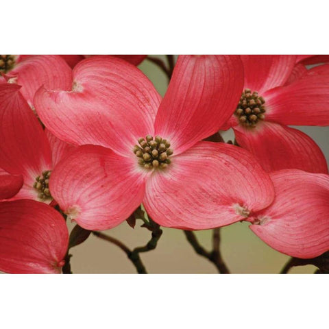 Dogwood Delicacy III Black Modern Wood Framed Art Print with Double Matting by Geyman, Vitaly
